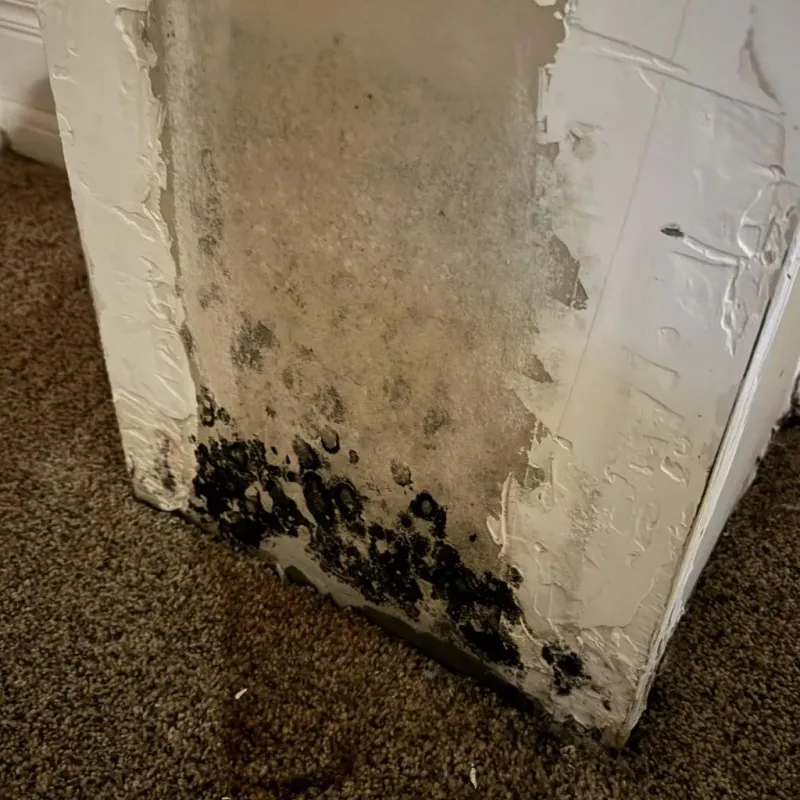 Professional Mold Removal in Fredericksburg, TX